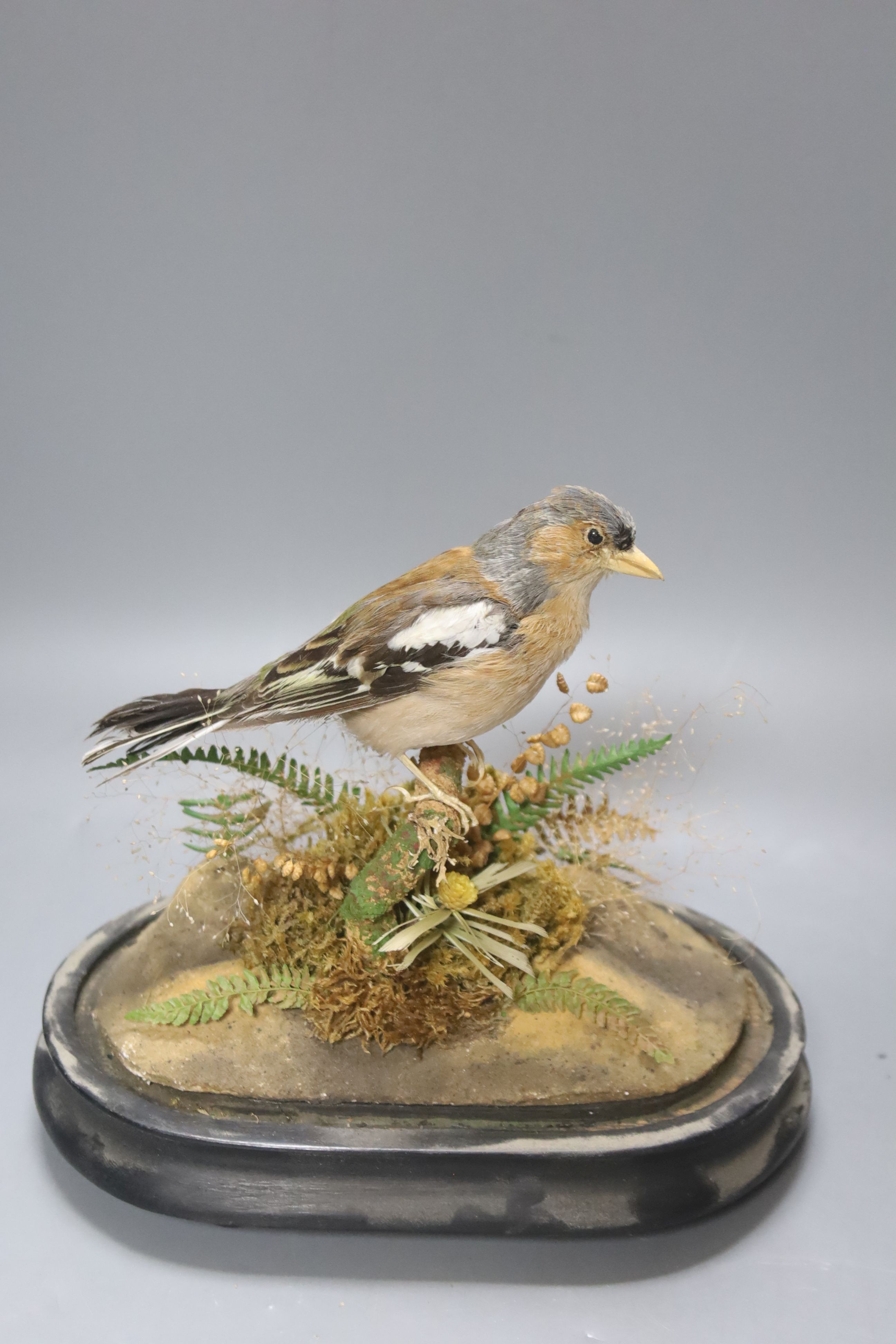 A taxidermic chaffinch, under dome, overall height 22cm